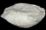 Inflated, Fossil Tortoise (Testudo) - South Dakota #129258-6